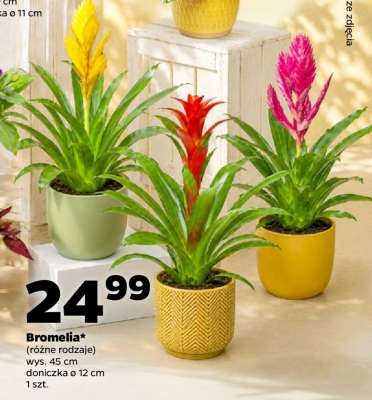 Bromelia
