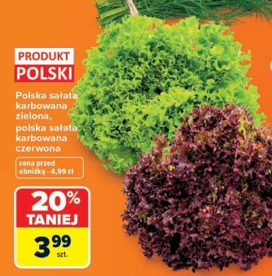 Polska sałata karbowana zielona, polska sałata karbowana czerwona