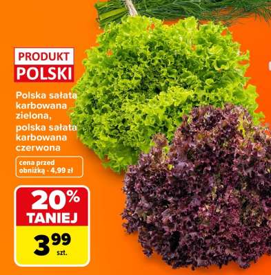 Polska sałata karbowana zielona, polska sałata karbowana czerwona