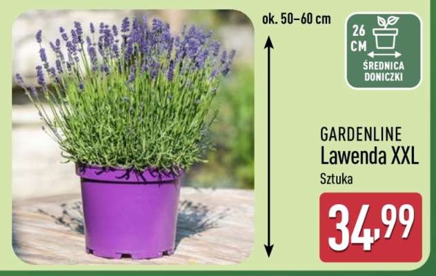 GARDENLINE Lawenda XXL