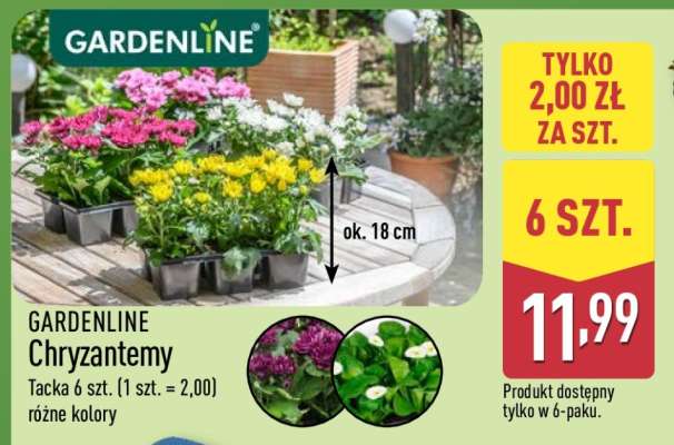 GARDENLINE Chryzantemy