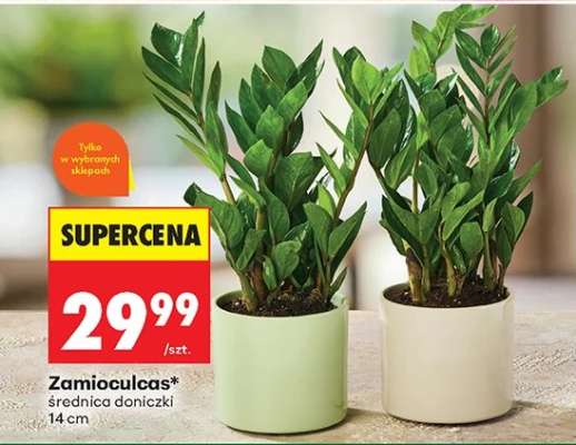Zamioculcas