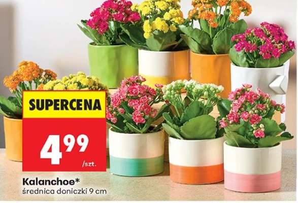 Kalanchoe*