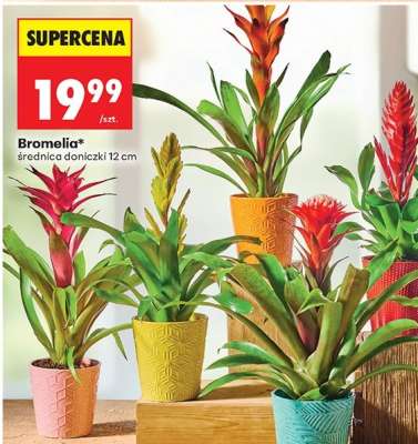 Bromelia