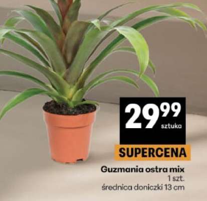Guzmania ostra mix