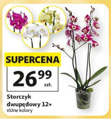 Storczyk dwupędowy 12+