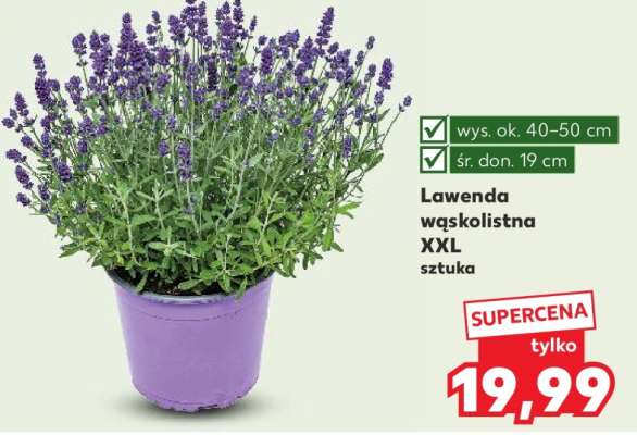 Lawenda wąskolistna XXL sztuka