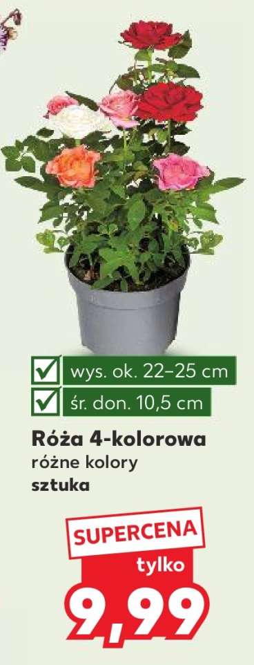 Róża 4-kolorowa