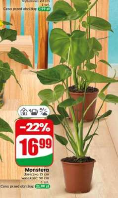 Monstera*