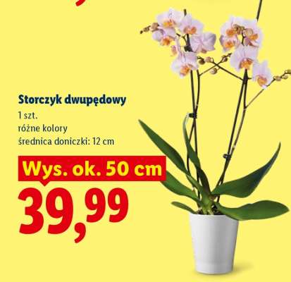Storczyk dwupędowy
