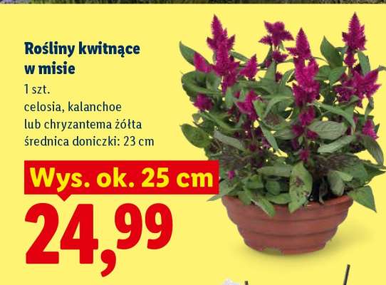 Rośliny kwitnące w misie