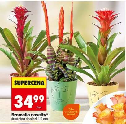 Bromelia novelty*