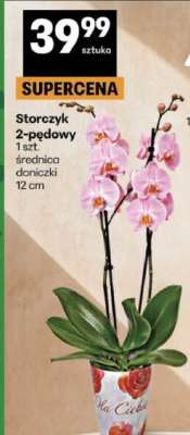 Storczyk 2-pędowy*