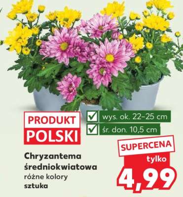 Chryzantema średniokwiatowa