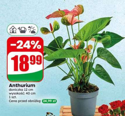 Anthurium
