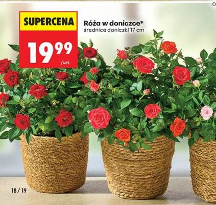 Róża w doniczce