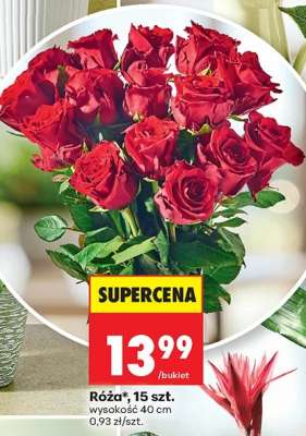 Róźa 15 szt
