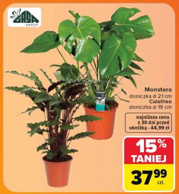 Monstera*