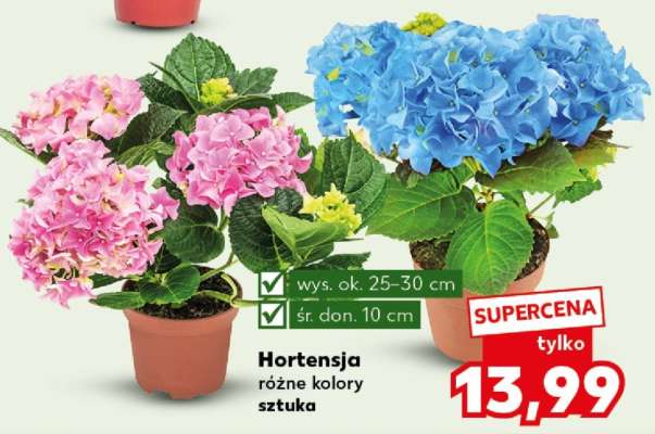 Hortensja