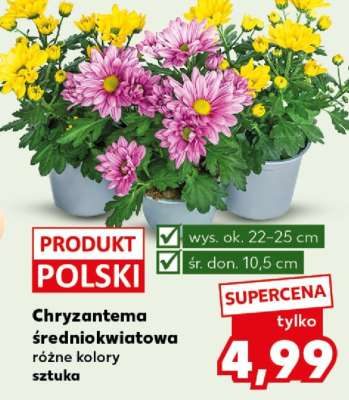 Chryzantema średniokwiatowa