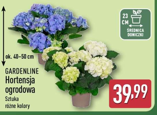GARDENLINE Hortensja ogrodowa