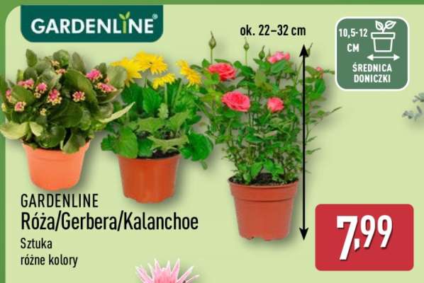 GARDENLINE Róża/Gerbera/Kalanchoe