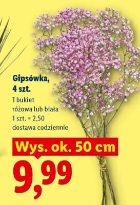 Gipsówka, 4 szt.