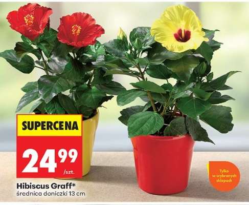 Hibiscus Graff