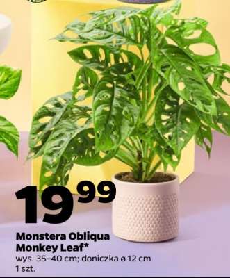 Monstera Obliqua Monkey Leaf