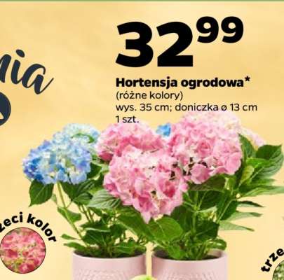 Hortensja ogrodowa*