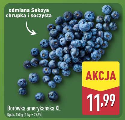 Borówka amerykańska XL