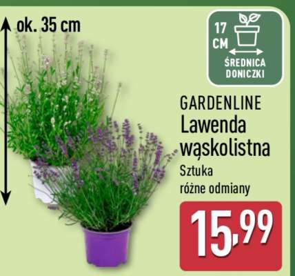 GARDENLINE Lawenda wąskolistna