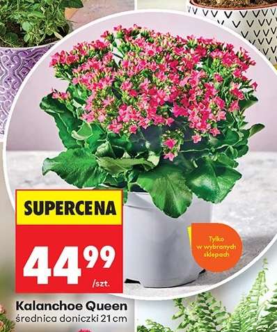 Kalanchoe Queen