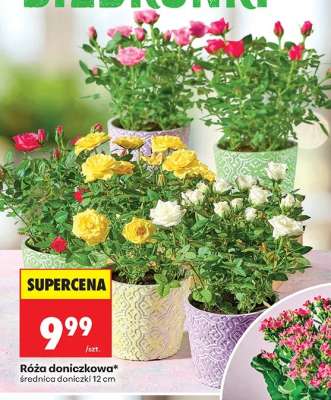 Róża doniczkowa