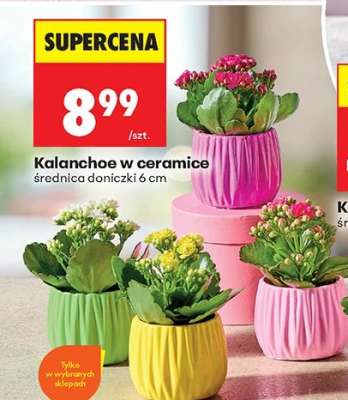 Kalanchoe w ceramice