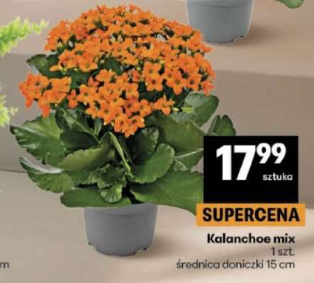 Kalanchoe mix