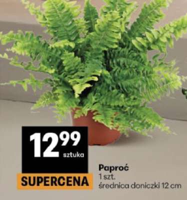 Paproć