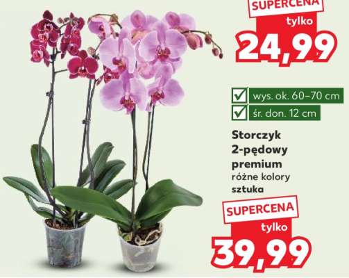 Storczyk 2-pędowy premium