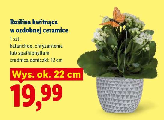 Roślina kwitnąca w ozdobnej ceramice