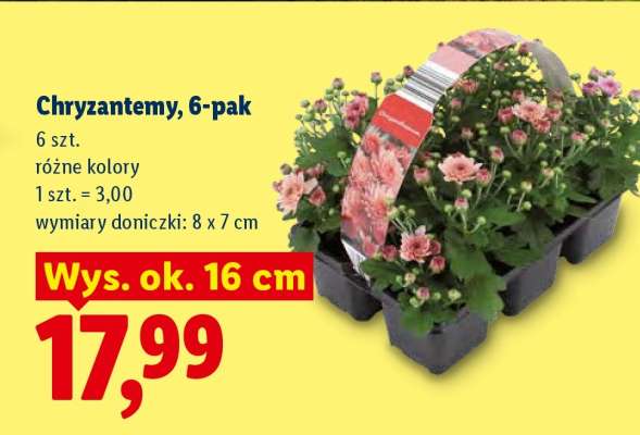 Chryzantemy, 6-pak
