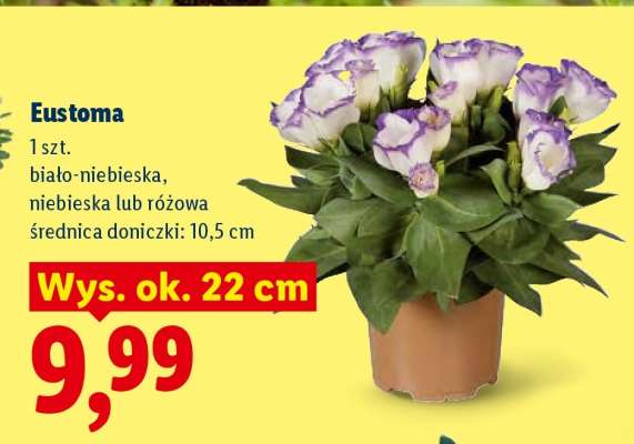 Eustoma