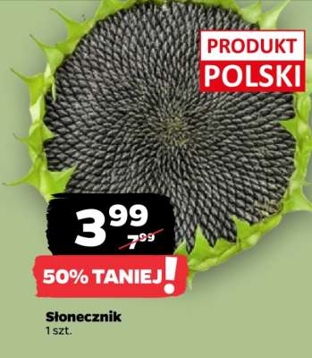 Słonecznik*