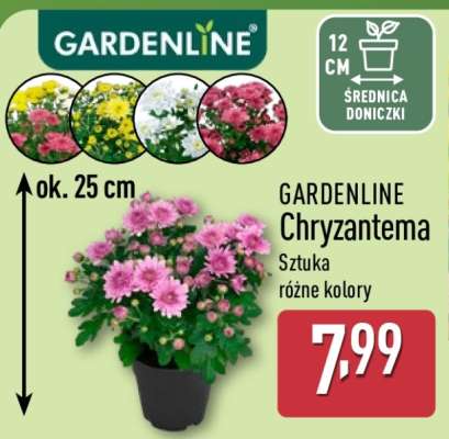 GARDENLINE Chryzantema