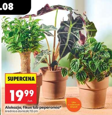 Alokazja, fikus lub peperomia