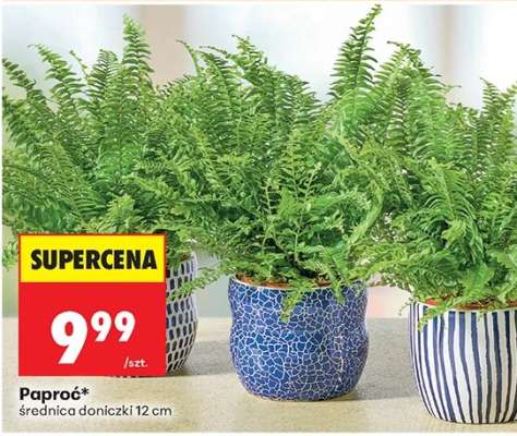 Paproć