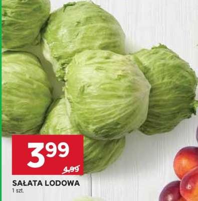 Sałata lodowa