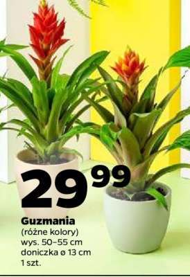Guzmania***