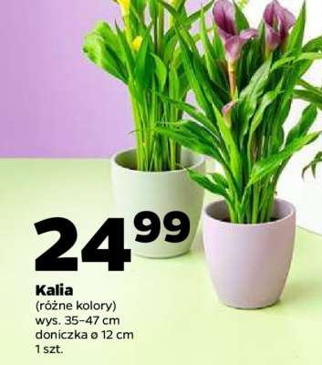 Kalia