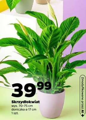 Skrzydłokwiat