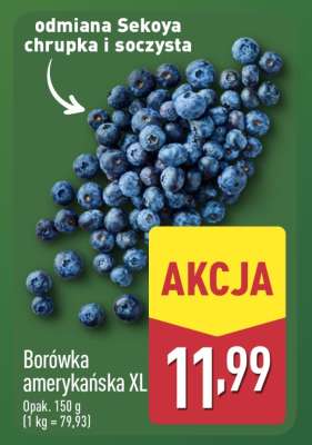 Borówka amerykańska XL